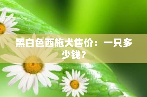 黑白色西施犬售价：一只多少钱？