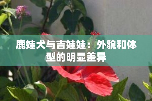 鹿娃犬与吉娃娃：外貌和体型的明显差异