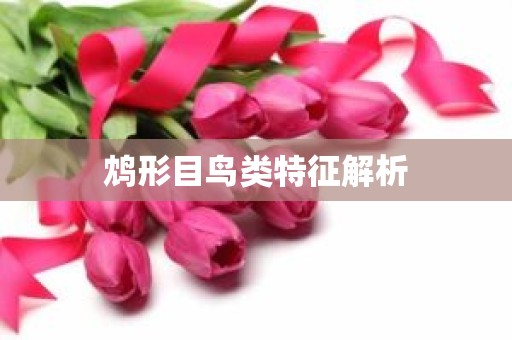 鸩形目鸟类特征解析