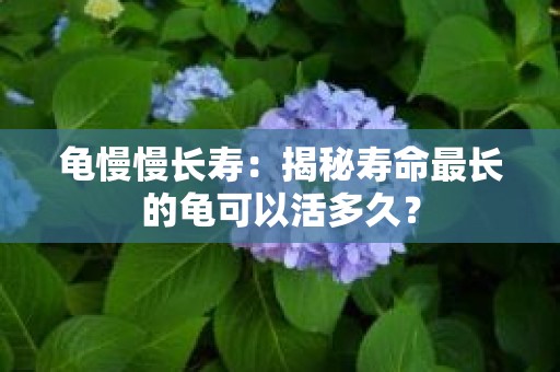 龟慢慢长寿：揭秘寿命最长的龟可以活多久？