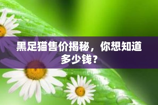 黑足猫售价揭秘，你想知道多少钱？