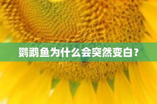 鹦鹉鱼为什么会突然变白？