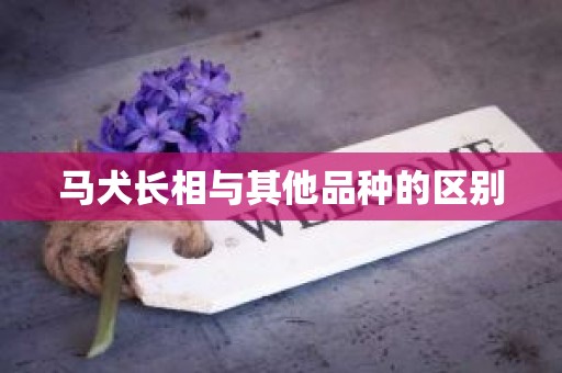 马犬长相与其他品种的区别