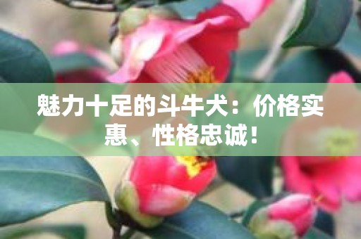 魅力十足的斗牛犬：价格实惠、性格忠诚！