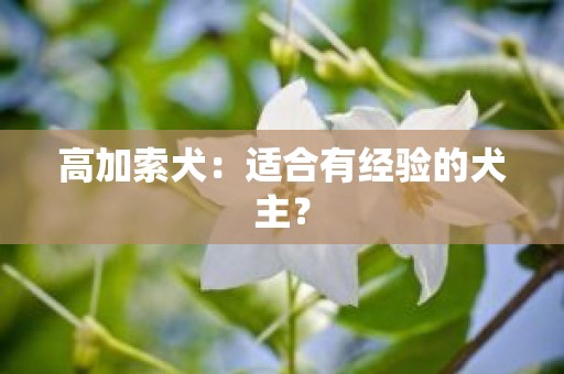 高加索犬：适合有经验的犬主？