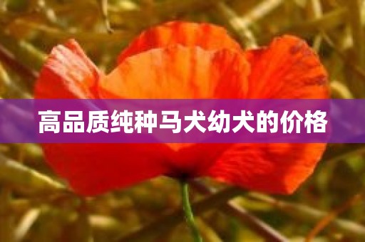高品质纯种马犬幼犬的价格