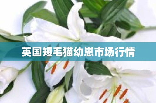 英国短毛猫幼崽市场行情