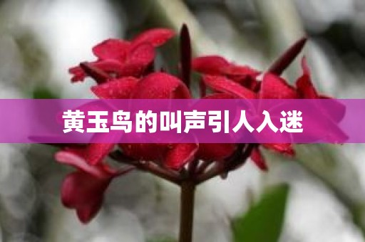 黄玉鸟的叫声引人入迷