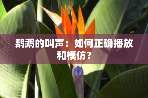 鹦鹉的叫声：如何正确播放和模仿？