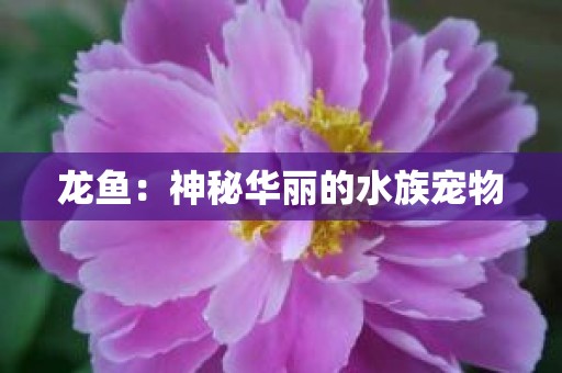 龙鱼：神秘华丽的水族宠物