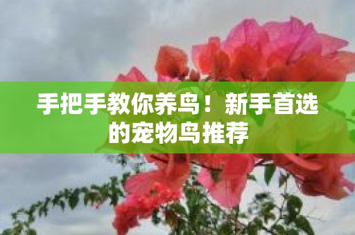 手把手教你养鸟！新手首选的宠物鸟推荐