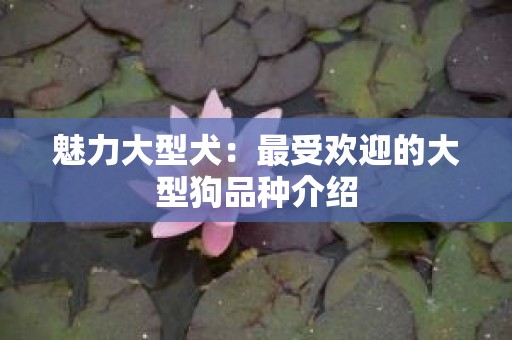 魅力大型犬：最受欢迎的大型狗品种介绍