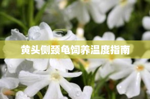 黄头侧颈龟饲养温度指南