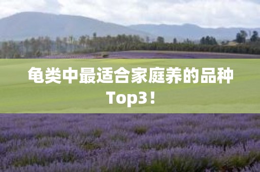 龟类中最适合家庭养的品种Top3！