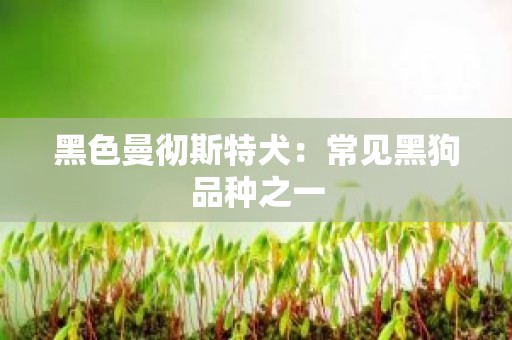 黑色曼彻斯特犬：常见黑狗品种之一
