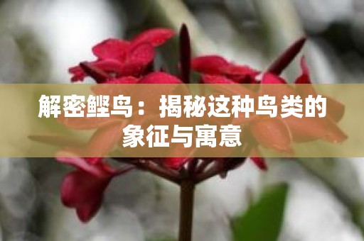 解密鲣鸟：揭秘这种鸟类的象征与寓意