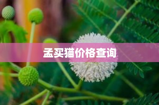 孟买猫价格查询