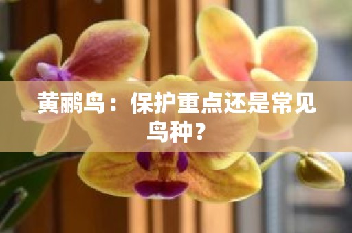 黄鹂鸟：保护重点还是常见鸟种？