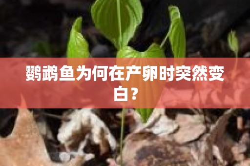 鹦鹉鱼为何在产卵时突然变白？