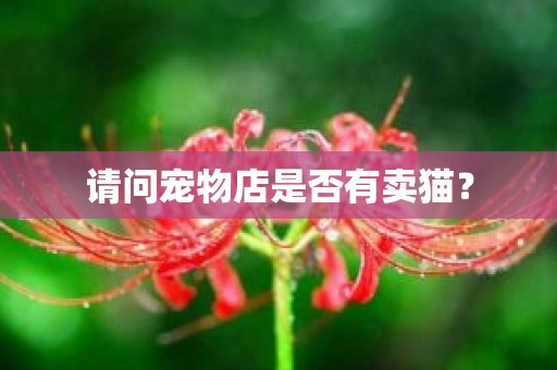 请问宠物店是否有卖猫？