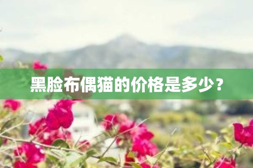黑脸布偶猫的价格是多少？