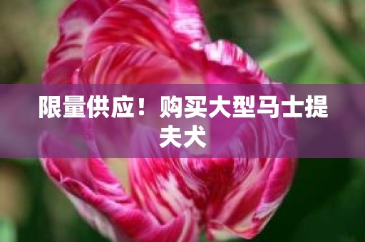 限量供应！购买大型马士提夫犬