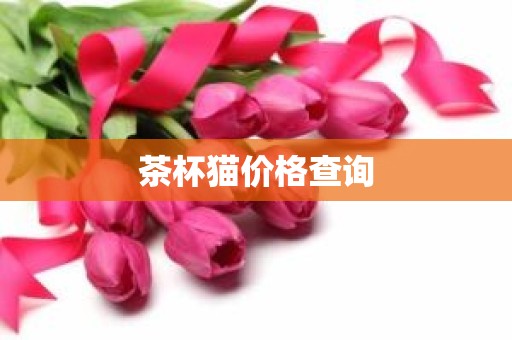 茶杯猫价格查询