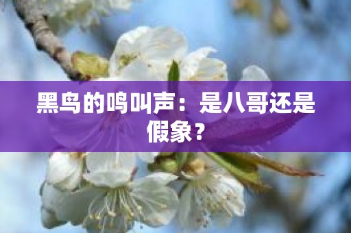 黑鸟的鸣叫声：是八哥还是假象？
