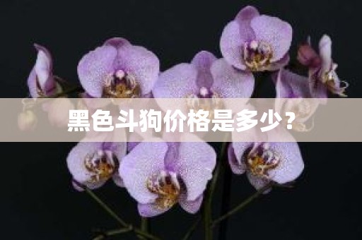 黑色斗狗价格是多少？
