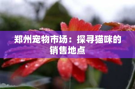 郑州宠物市场：探寻猫咪的销售地点