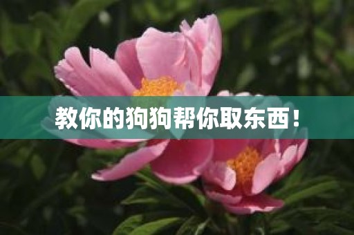 教你的狗狗帮你取东西！