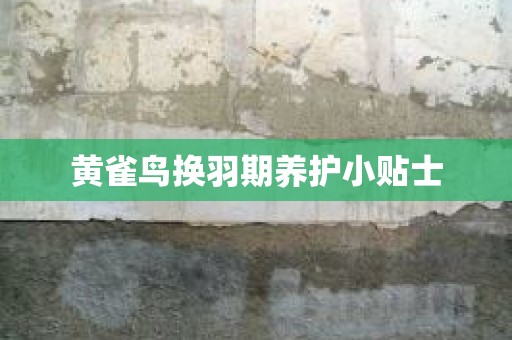 黄雀鸟换羽期养护小贴士