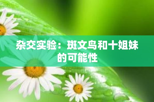 杂交实验：斑文鸟和十姐妹的可能性