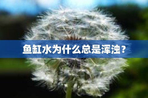 鱼缸水为什么总是浑浊？