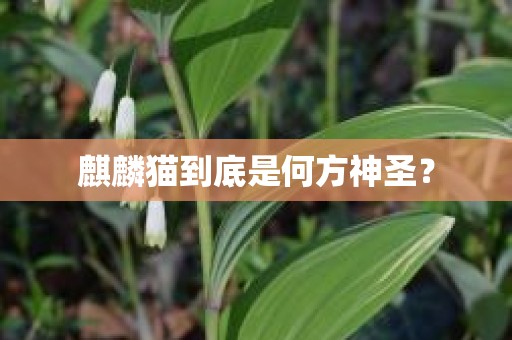 麒麟猫到底是何方神圣？