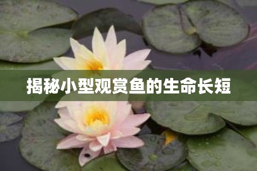 揭秘小型观赏鱼的生命长短