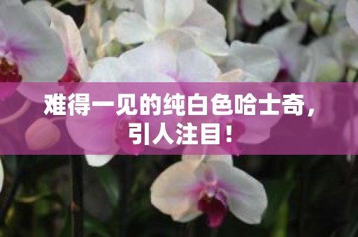 难得一见的纯白色哈士奇，引人注目！