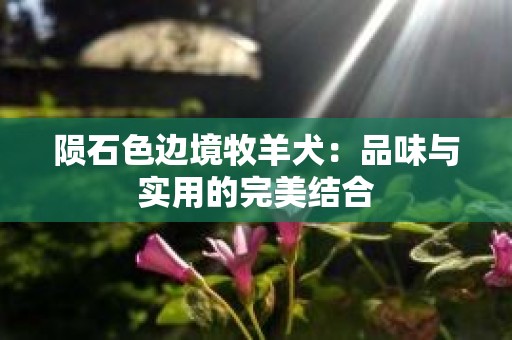 陨石色边境牧羊犬：品味与实用的完美结合