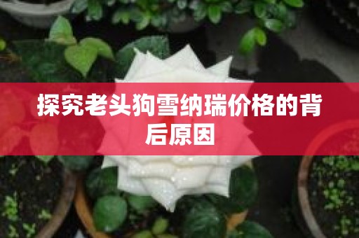 探究老头狗雪纳瑞价格的背后原因