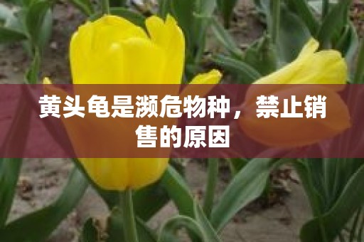 黄头龟是濒危物种，禁止销售的原因