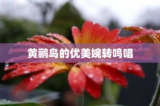 黄鹂鸟的优美婉转鸣唱