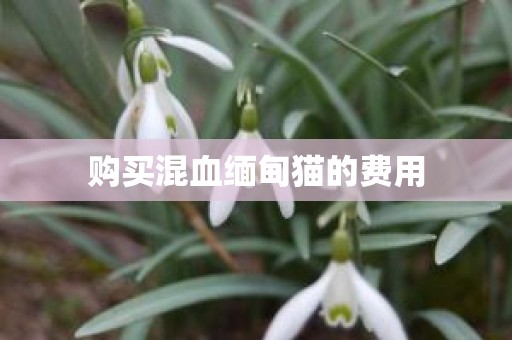 购买混血缅甸猫的费用