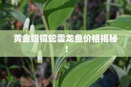 黄金眼镜蛇雷龙鱼价格揭秘！