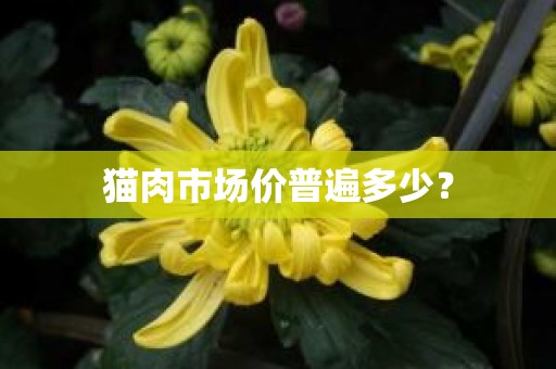 猫肉市场价普遍多少？