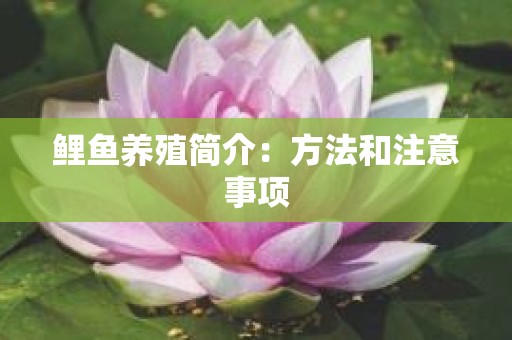 鲤鱼养殖简介：方法和注意事项