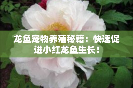 龙鱼宠物养殖秘籍：快速促进小红龙鱼生长！