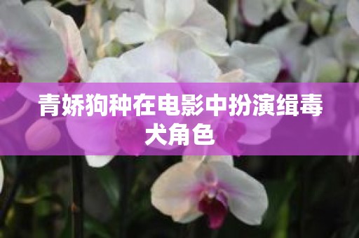 青娇狗种在电影中扮演缉毒犬角色