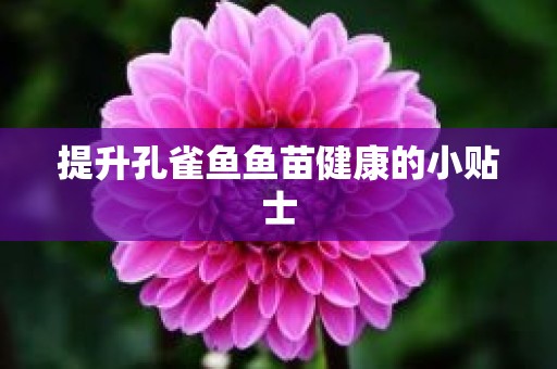 提升孔雀鱼鱼苗健康的小贴士