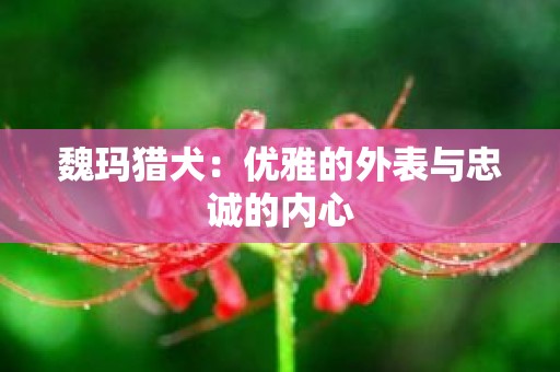 魏玛猎犬：优雅的外表与忠诚的内心