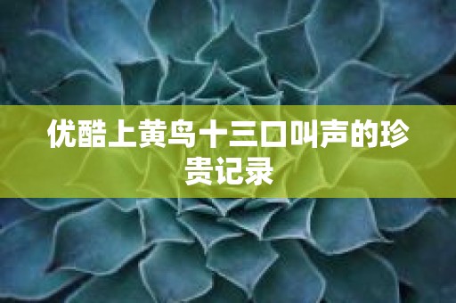 优酷上黄鸟十三口叫声的珍贵记录